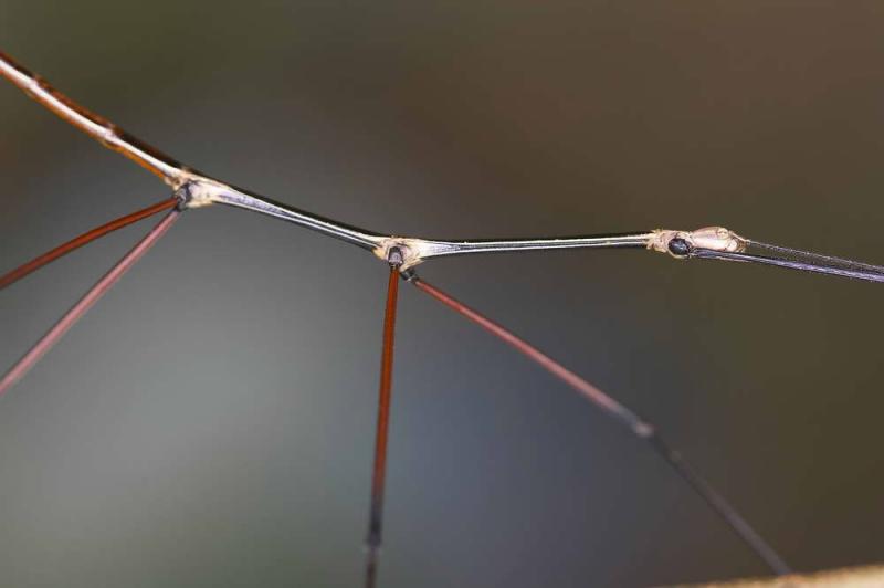 Stick insect 節竹蟲