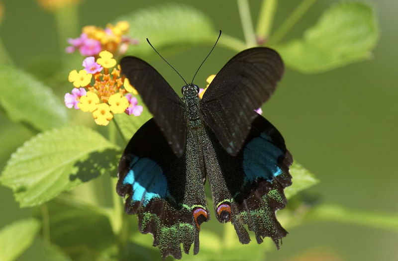 Paris Peacok 巴黎翠鳳蝶 Papilio paris