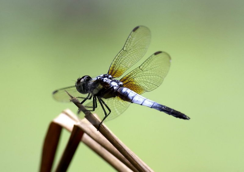 Common Blue Skimmer 黑尾灰蜻 Orthetrum glaucum