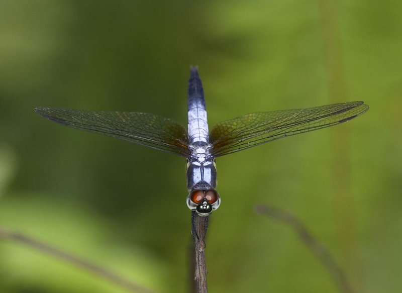 Common Blue Skimmer 黑尾灰蜻 Orthetrum glaucum