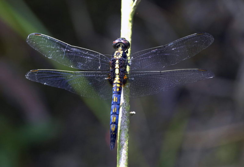 Crimson Dropwing 曉褐蜻 Trithemis aurora