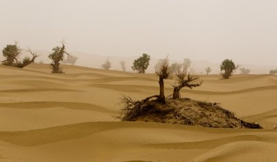 Taklamakan Desert ��J�Ժ��F�F�z