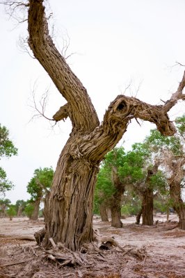 Populus euphratica Olivier �J��