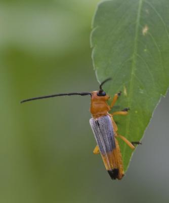 Long-horned Beetle 黑尾小楔天牛 Serixia sedata 