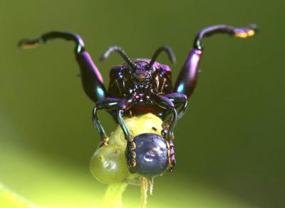 Leaf Beetle 紫莖甲 Sagra femorata
