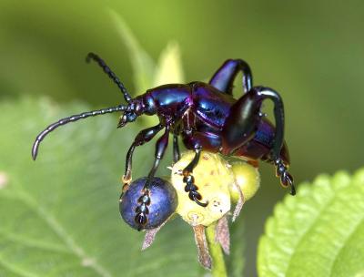 Leaf Beetle 紫莖甲 Sagra femorata