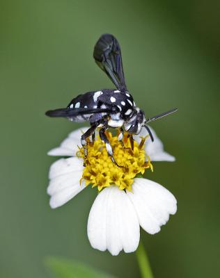 Honey Bee 凹盾斑蜂 Crocisa emarginata