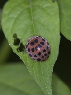28-spotted Ladybird Beetle 茄二十八星瓢蟲
