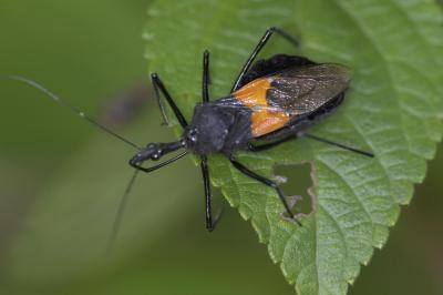 Assassin Bug 黃帶犀獵椿象 Sycanus croceovittatus