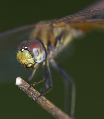 Crimson Dropwing 曉褐蜻 Trithemis aurora