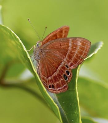 Plum Judy 蛇目褐蜆蝶Abisara echerius