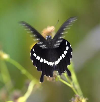 Common Mormon 玉帶鳳蝶 Papilio Polytes (Form mandane)