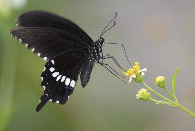 Common Mormon 玉帶鳳蝶 Papilio Polytes (Form mandane)