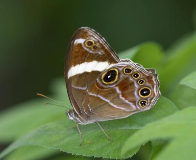 Banded Tree Brown 白帶黛眼蝶 Lethe confusa