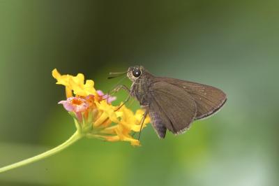 Forest Hopper 腌翅弄蝶 Astictopterus jama