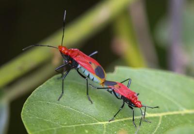 Red Coreid Stink Bug 泛光紅蝽 Dindymus rubiginosus