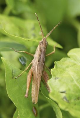 Slant-faced Grasshopper 白條長月腹蝗 Leptacris vittata