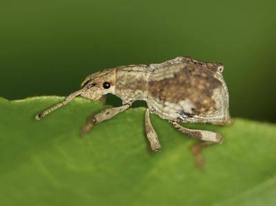 Broad-nosed Weevil 圓腹象 Blosyrus sp.
