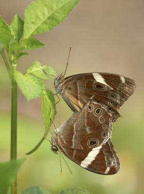 Banded Tree Brown 白帶黛眼蝶 Lethe confusa