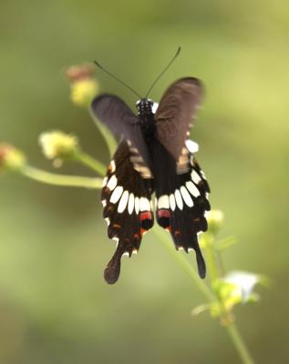 Common Mormon (female) 玉帶鳳蝶 Papilio Polytes (Form mandane)