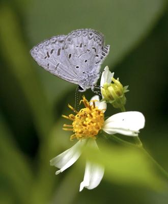 Common Hedge Blue 鈕灰蝶 Acytolepis puspa