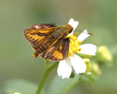 Greenish Palm Dart 紅翅長標弄蝶Telicota ancilla