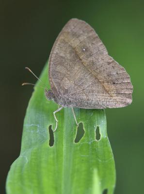 Evening Brown (dry season)