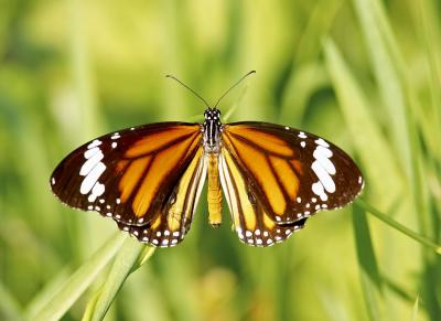 Common Tiger 虎斑蝶 Danaus genutia