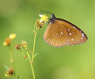 Blue-spotted Crow 藍點紫斑蝶 Euploea midamus