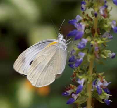 Indian Cabbage White 東方菜粉蝶 Pieris canidia