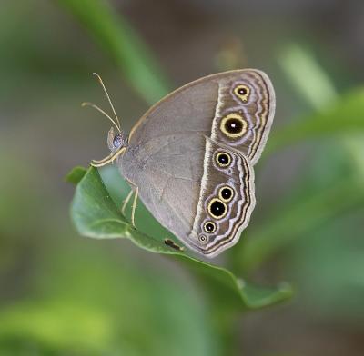 Dark-band Bush Brown 小眉眼蝶 Mycalesis mineus