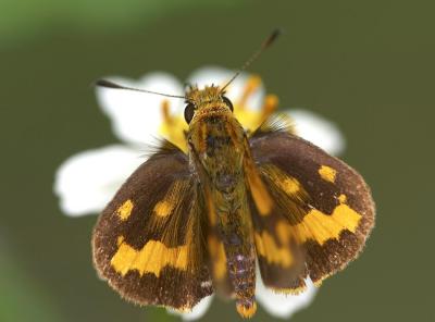 Yellow Dart 寬紋黃室弄蝶 Potanthus pava
