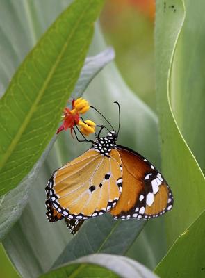 Plain Tiger 金斑蝶 Danaus chrysippus