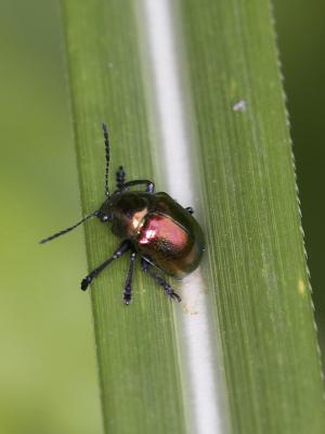 Flea Beetle 藍跳甲 Altica cyanea