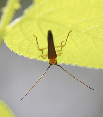 Long-horned Beetle 筒天牛 Oberea sp.