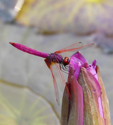 Crimson Dropwing 曉褐蜻 Trithemis aurora