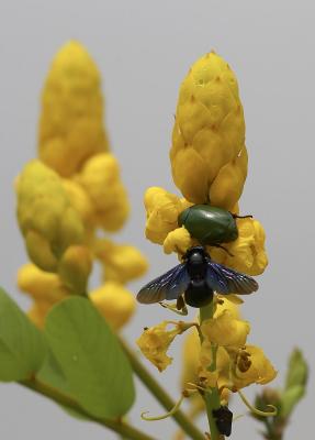 Shining Leaf Chafer & Carptenter Bee 異麗金龜及木蜂