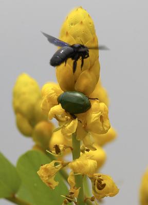 Shining Leaf Chafer & Carptenter Bee 異麗金龜及木蜂