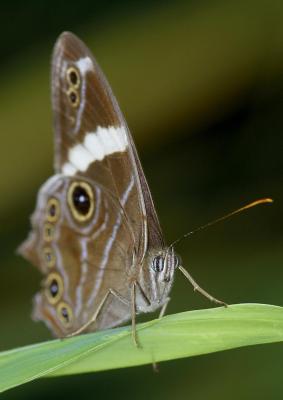 Banded Tree Brown 白帶黛眼蝶 Lethe confusa