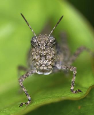 Band-winged Grasshopper 疣蝗 Trilophidia annulata