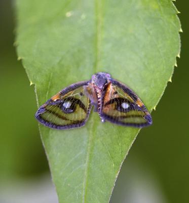 Ricanid Planthopper  眼紋疏廣蠟蟬 Euricania ocellus