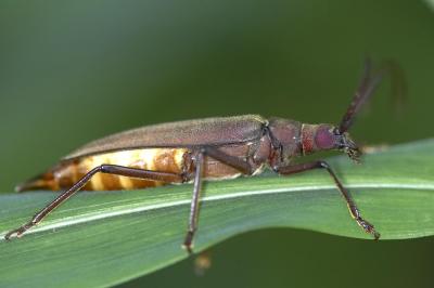 Long-horned Beetle 中華薄翅天牛 Megopis sinica