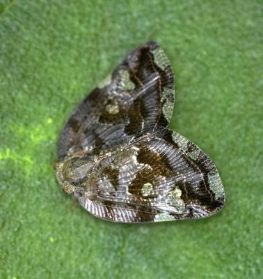 Eight-spotted Ricanid Planthopper 八點廣翅蠟蟬 Ricania speculum