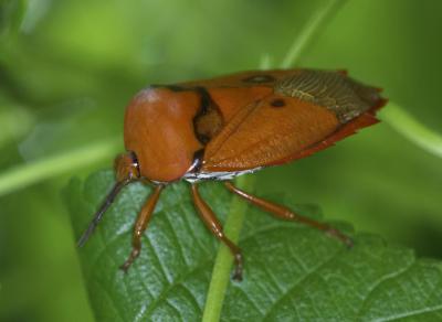 Litchi Stink Bug 荔枝椿象