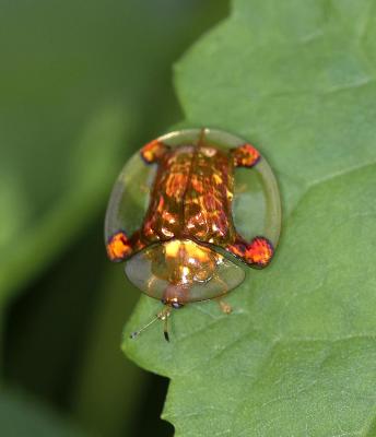 Tortoise Beetle 金梳龜甲 Aspidomorpha sanctaecrucis