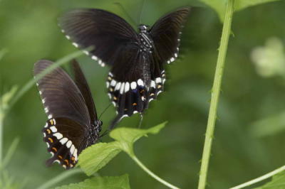 Common Mormon 玉帶鳳蝶 Papilio Polytes (Form mandane)