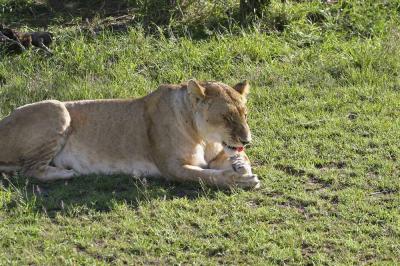 Lion7.jpg