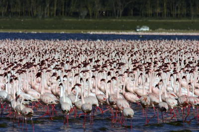 Lake Nakuru-Flamingo-Pelican
