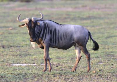 Wildebeest