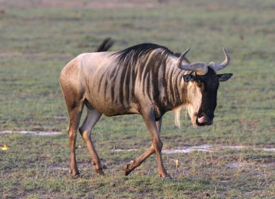 Wildebeest